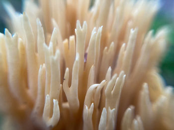 Close-up of coral in sea