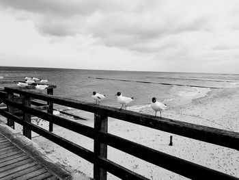 Seagulls perching on railing by sea against sky