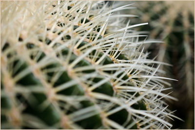 Close-up of cactus