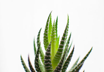 Close-up of plant against white background