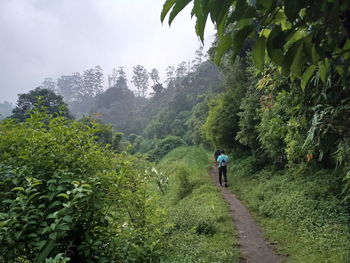 Rear view of woman walking on street amidst trees