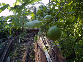 Fruits growing on tree