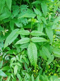 Close-up of leaves