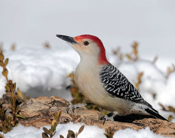 Close-up of a bird perching on snow