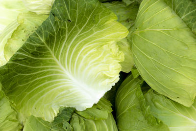 Full frame shot of green leaves