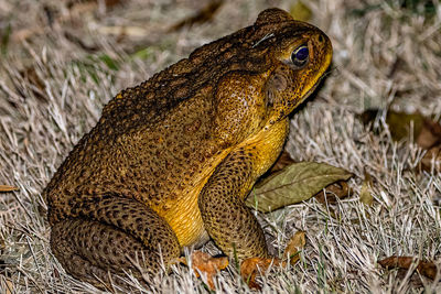 Close-up of lizard on field