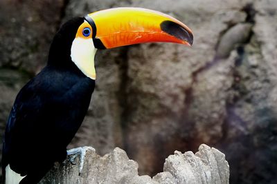Close-up of bird perching on rock