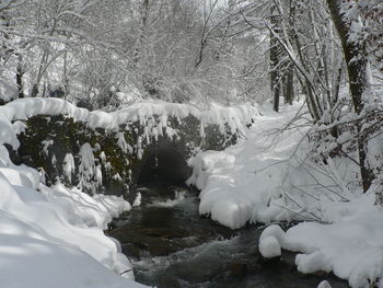 Frozen river stream amidst trees during winter