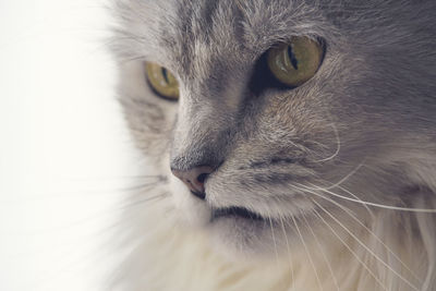 Close-up of cat looking away