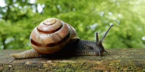snail