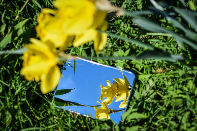 Close-up of yellow flowering plant