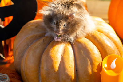 Close-up of pumpkin