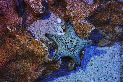 Close-up of starfish on sea