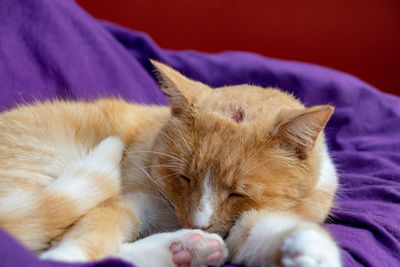 Domestic ginger cat with a swollen nose due to pus and abscess from infected cut on head