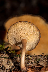 mushroom