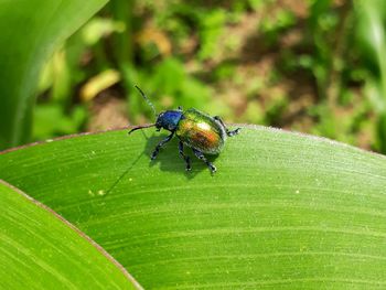 Close-up of insect on leaf