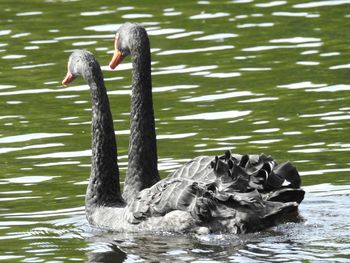 Close-up of duck swimming in lake