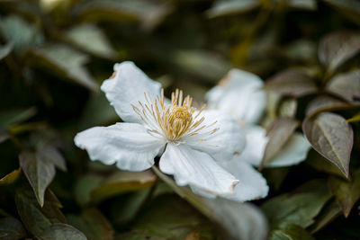 Close-up of white flowering plant