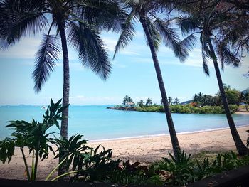 Palm trees on beach against sky