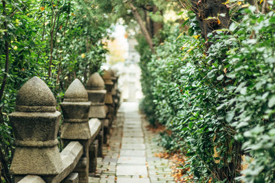 Footpath amidst trees in park