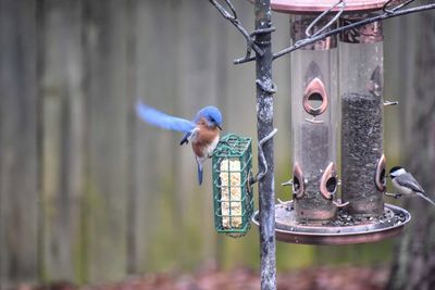 Close-up of bird perching on metal feeder