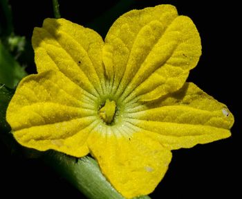 Close-up of yellow flowers