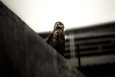 Low angle view of bird perching on wall