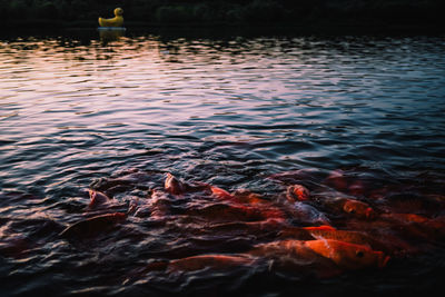 High angle view of koi carps swimming in lake