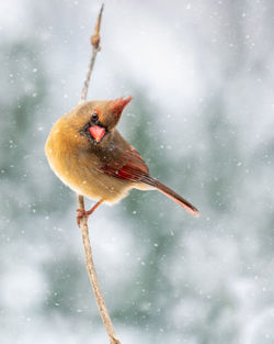 View of bird perching on snow covered during winter