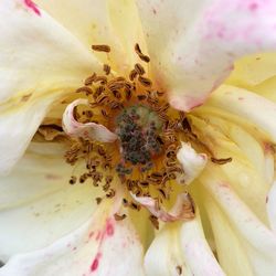 Close-up of bee on white flower