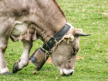 Cow grazing on grassland