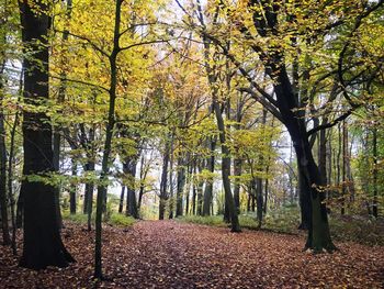 Trees in forest during autumn