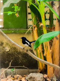 Close-up of bird flying