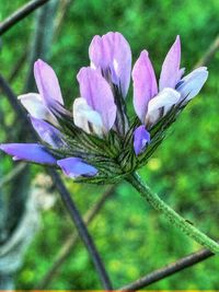 Close-up of purple flowers