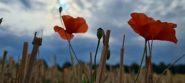 Close-up of flowering plants on field against sky