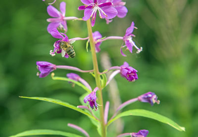 Close-up of purple flowering plant