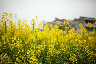 Close-up of oilseed rape field