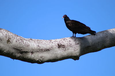 Low angle view of bird perching against clear blue sky