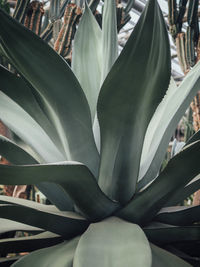 Close-up of succulent plant