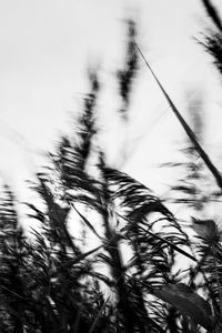 Low angle view of tree against the sky