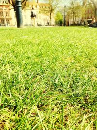 Trees on grassy field