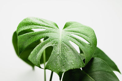 A detailed close-up shot of a monstera deliciosa leaf with water drops on a white background