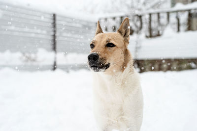 Winter leisure. portrait of a beautiful mixed breed dog playing in the snow