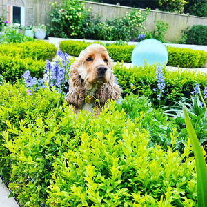 Close-up of dog in flowerbed
