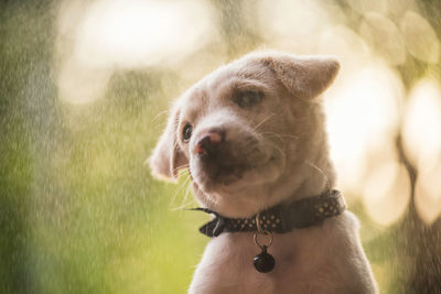 Close-up of dog