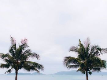 Palm trees against sky