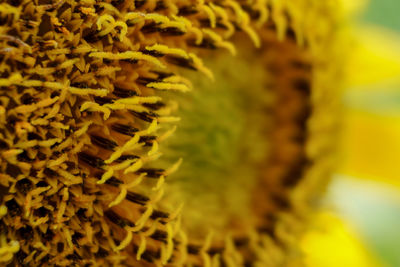 Close-up of sunflower on plant