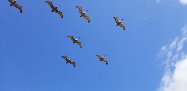 Low angle view of birds flying in sky