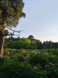 Low angle view of flower trees against sky