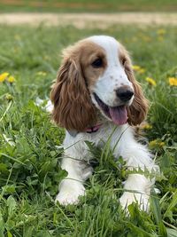 Dog sitting on field